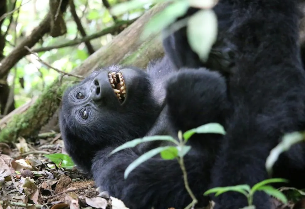 Bwindi by Air - photo 5