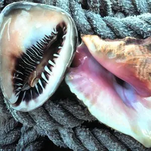 sea shells