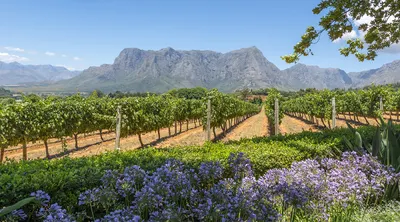 Cape Winelands