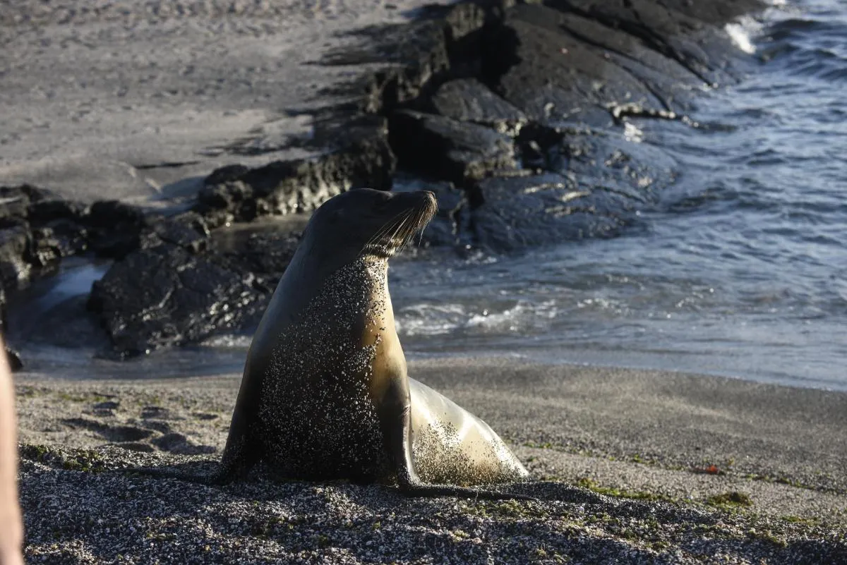 Galapagos Northern Route Six Days Aboard MC EcoGalaxy 