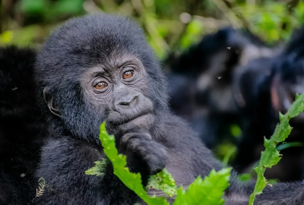 Gorillas Through the Mist