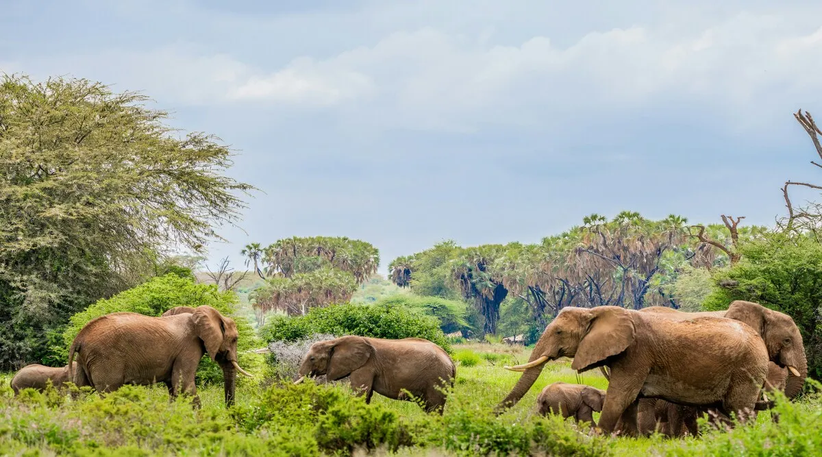 East Africa SkySafari