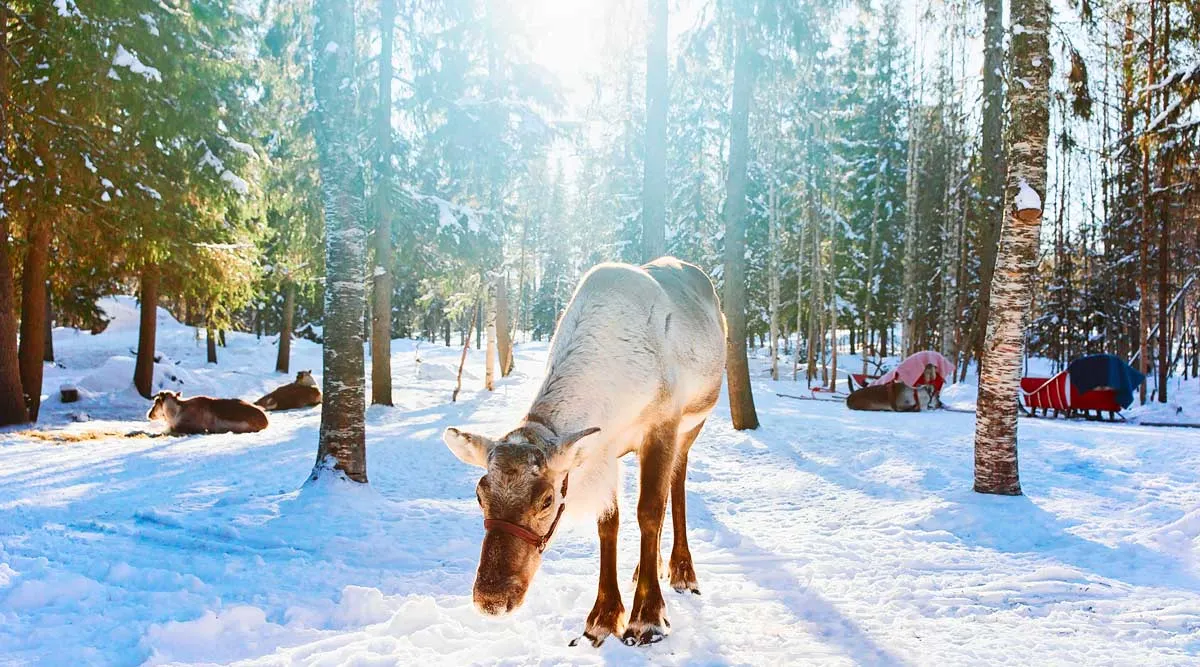 Santas Finland Escape