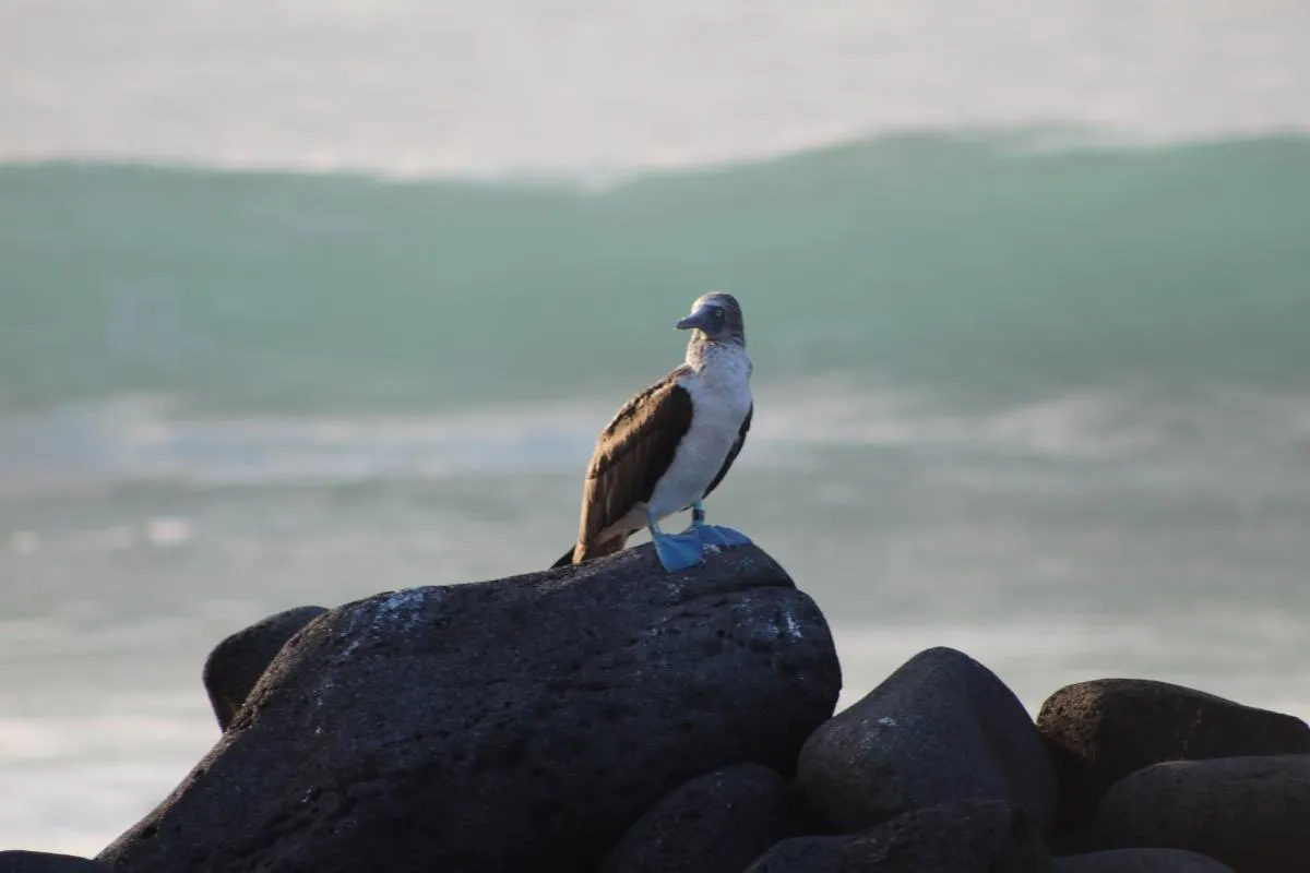 Galapagos Northern Route Cruise Aboard MC Alya 