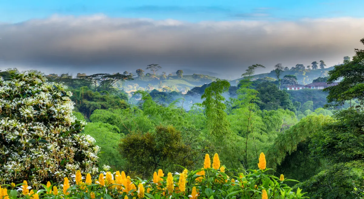 Colombia's Coffee Culture Private Journey