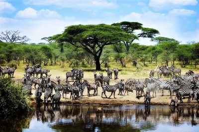 Tarangire National Park