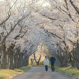 Kema Sakuranomiya Park