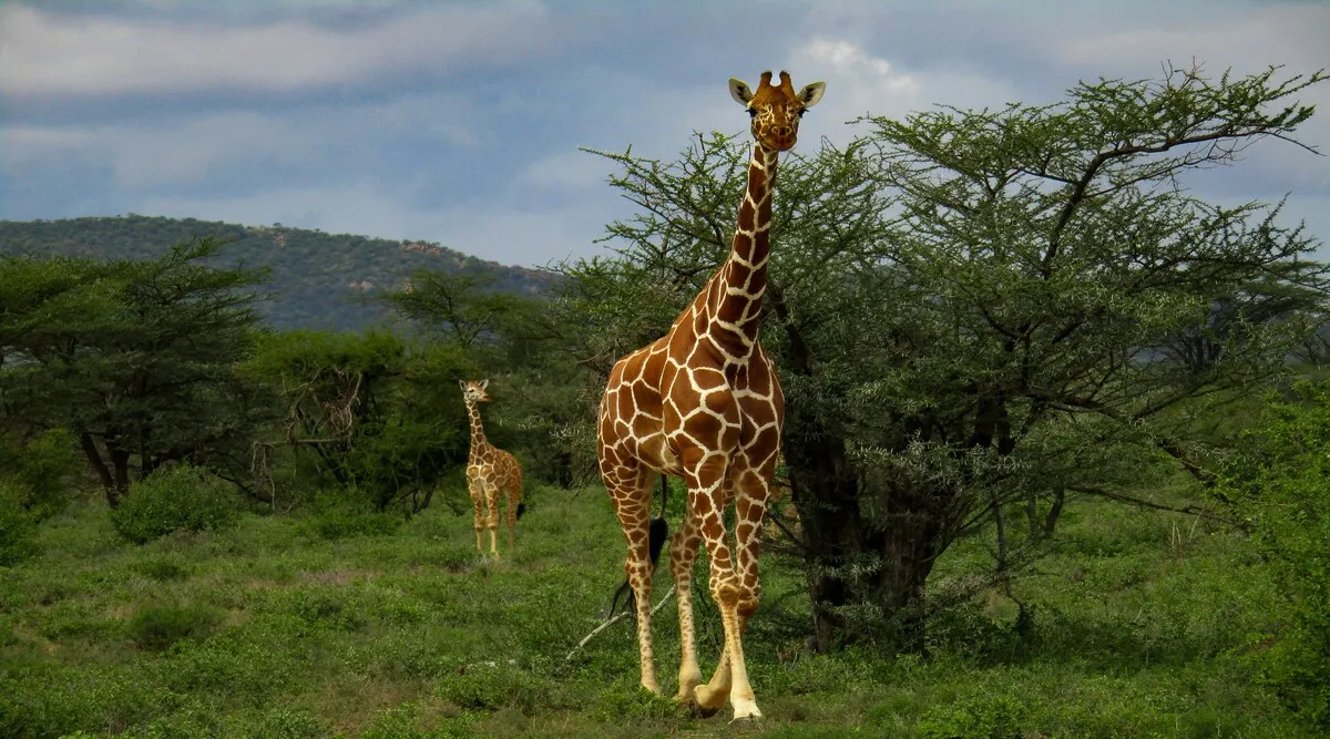 Grand African Safari from Cape Town to Serengeti 