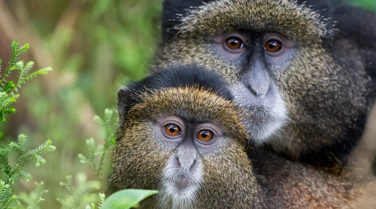 Gorillas of Rwanda
