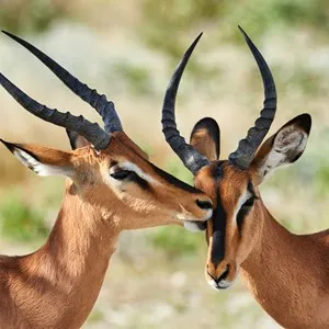 Daan Viljoen Game Reserve