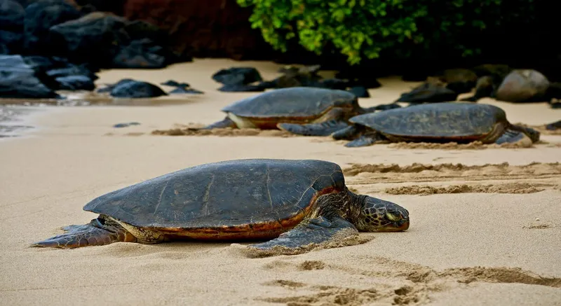 Maui Island