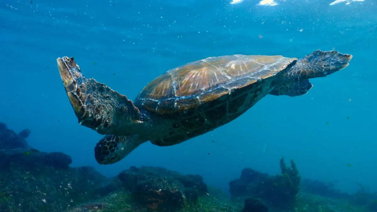 Western Galapagos Wildlife and Volcanic Wonders Cruise