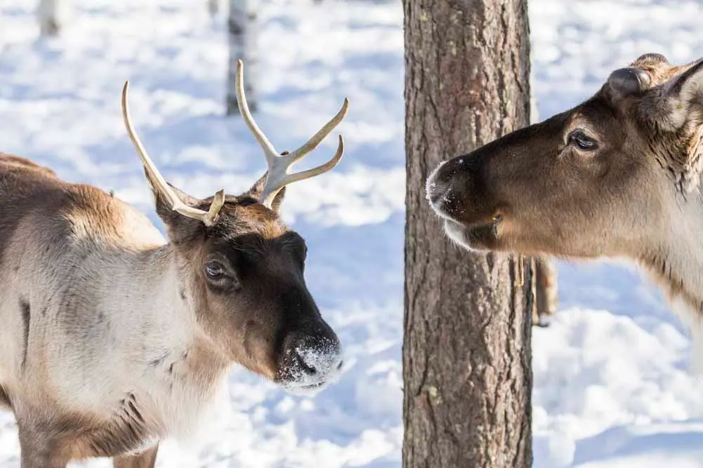 Finland and Sweden Winter Lapland Private Journey