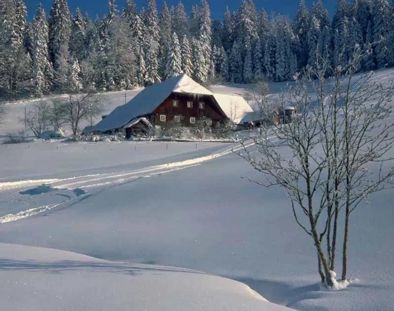 Black Forest