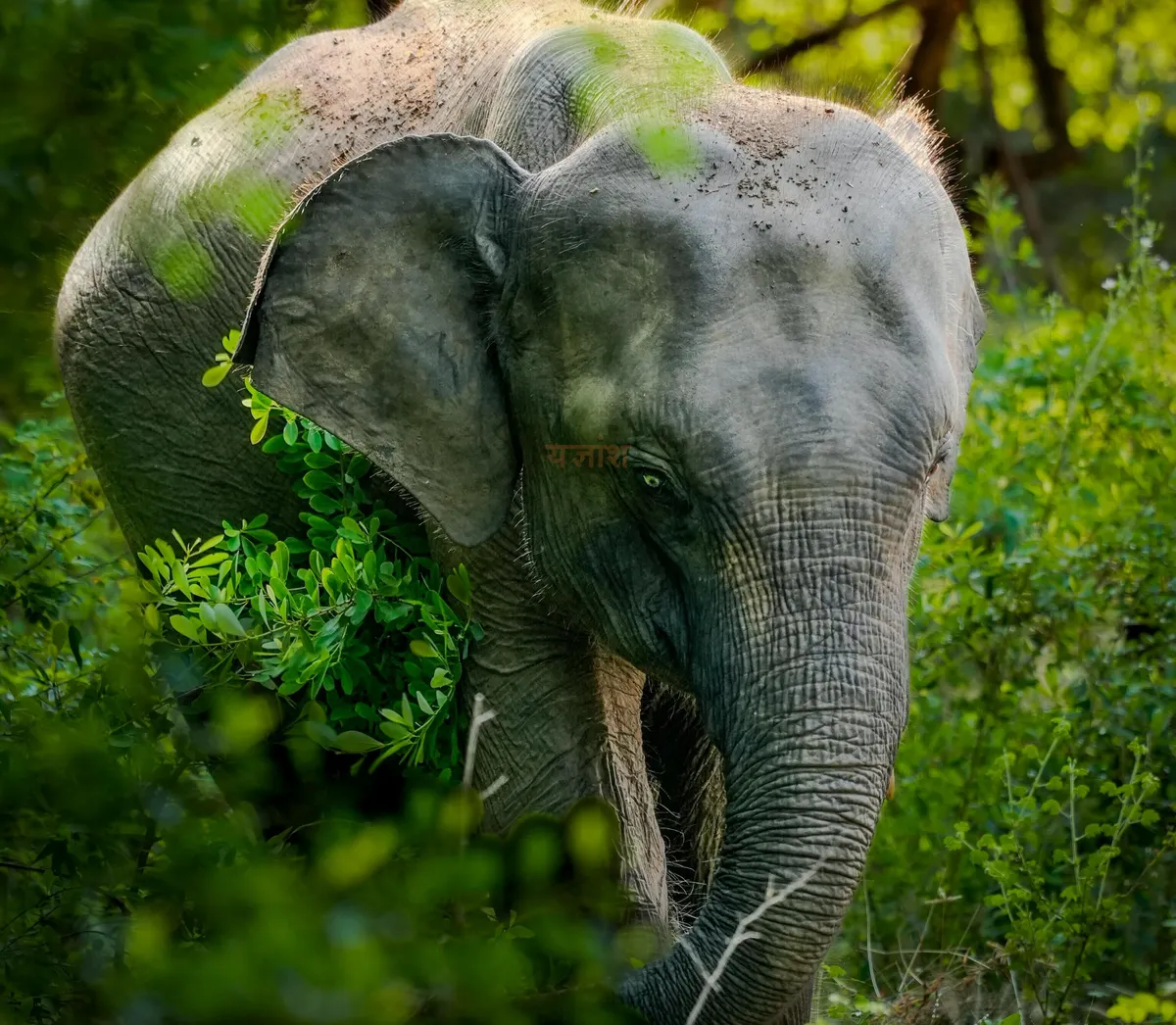 Yala National Park
