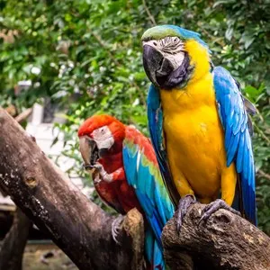 Jungle Island
