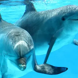 Dolphin Island Park