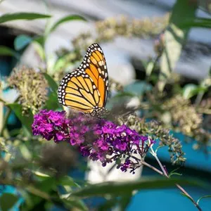 butterfly on a flower at Cape Cod