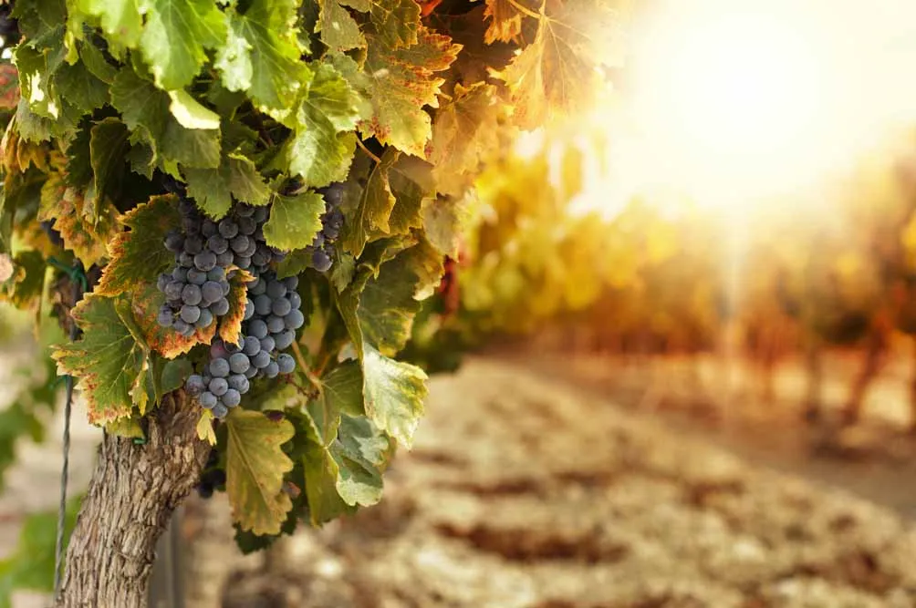 Argentina and Chile Wine Country Explorer