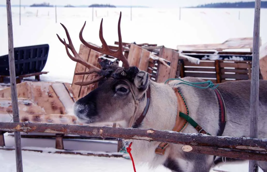 Arctic Explorer Escorted Vacation