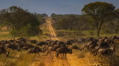 Grand East Africa & Seychelles Voyage Big Game to Big Blue 