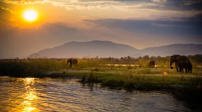 Livingstone Discovery 