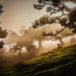Laurissilva Forest