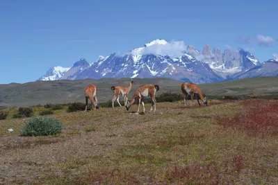 Punta Arenas