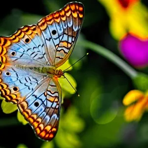 Banteay Srey Butterfly Centre