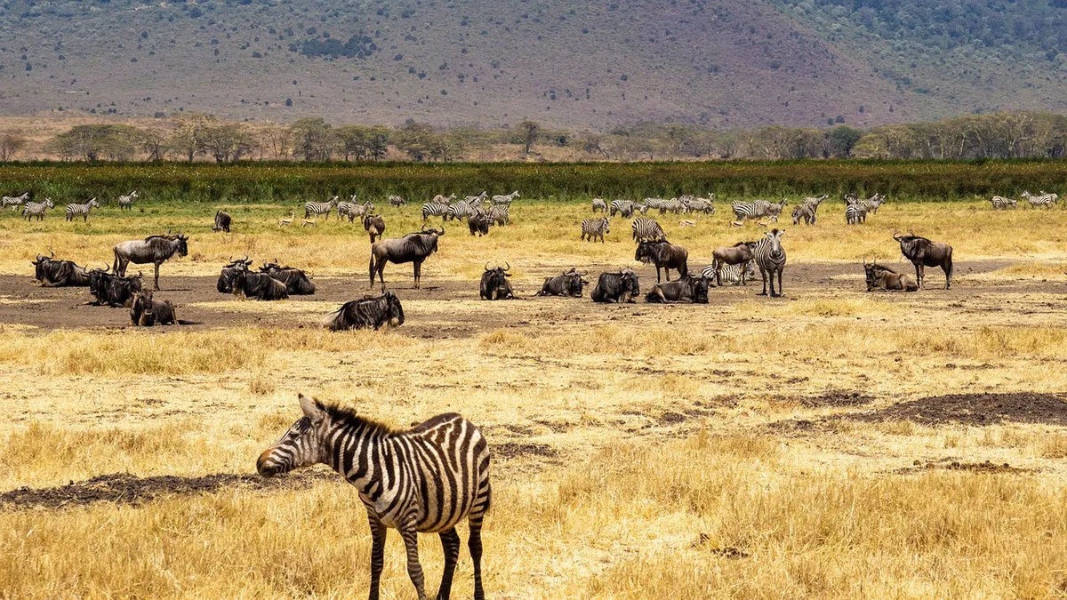 Tanzania Classic Safari
