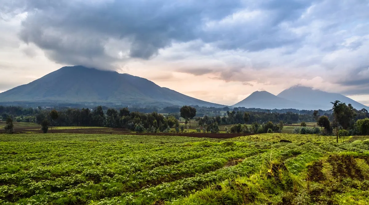 Gorillas of Rwanda