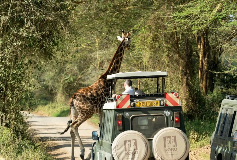 Governors Sky Safari 