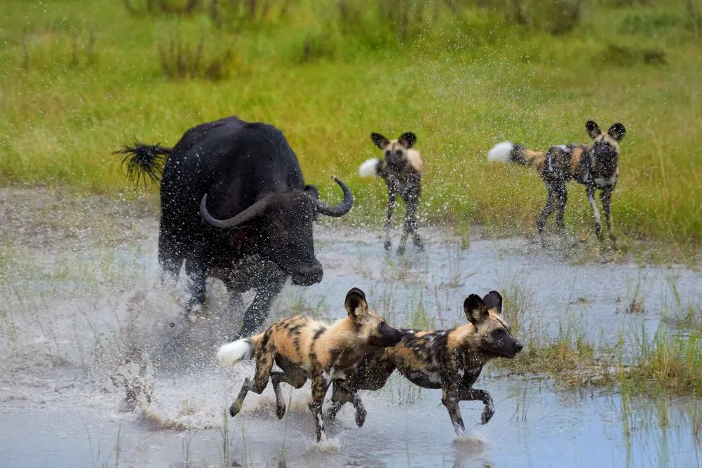 Luxury Okavango Delta Safari