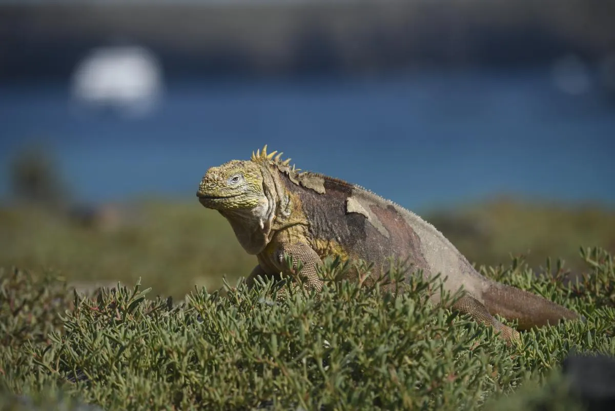 Galapagos Islands Southern Route Cruise Aboard MC Alya