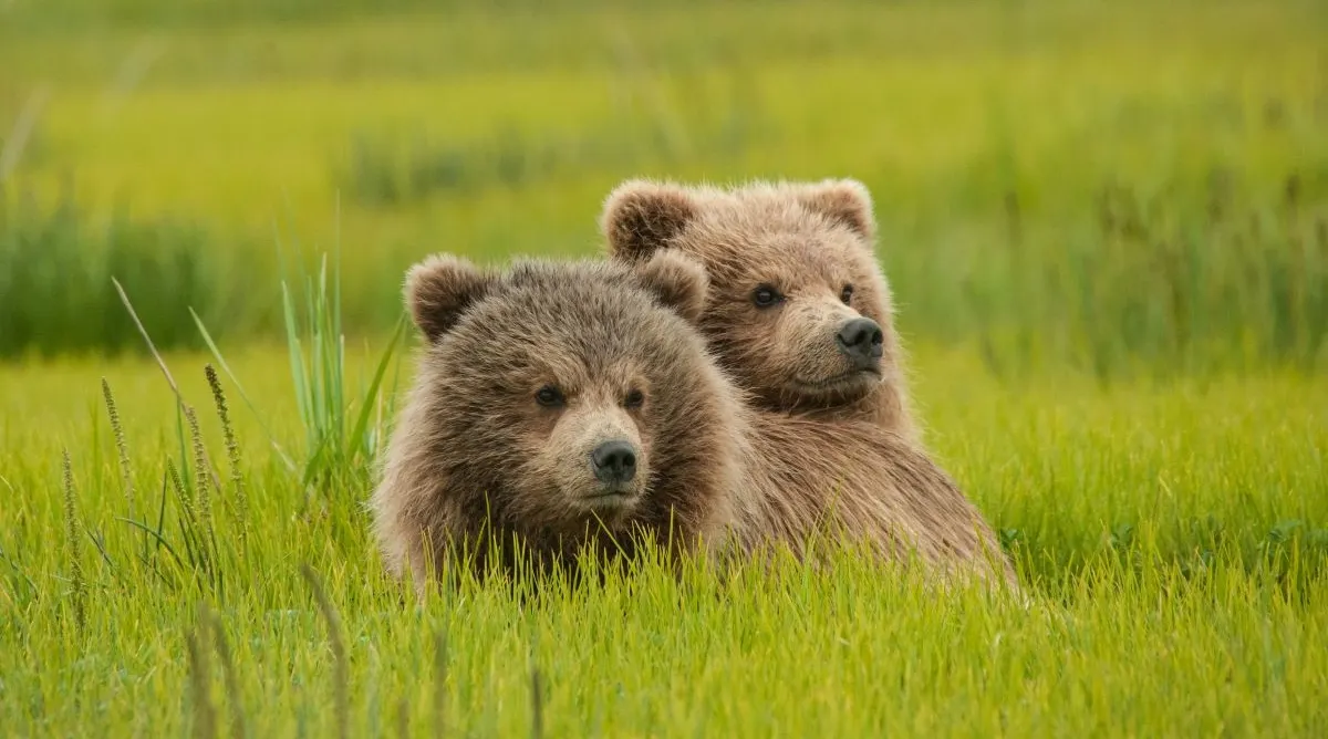 Denali National Park And Talkeetna Self Drive Explorer