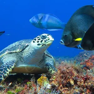 The most beautiful resident of Cozumel island coral reefs: the sea turtle. Hawksbill sea turtle