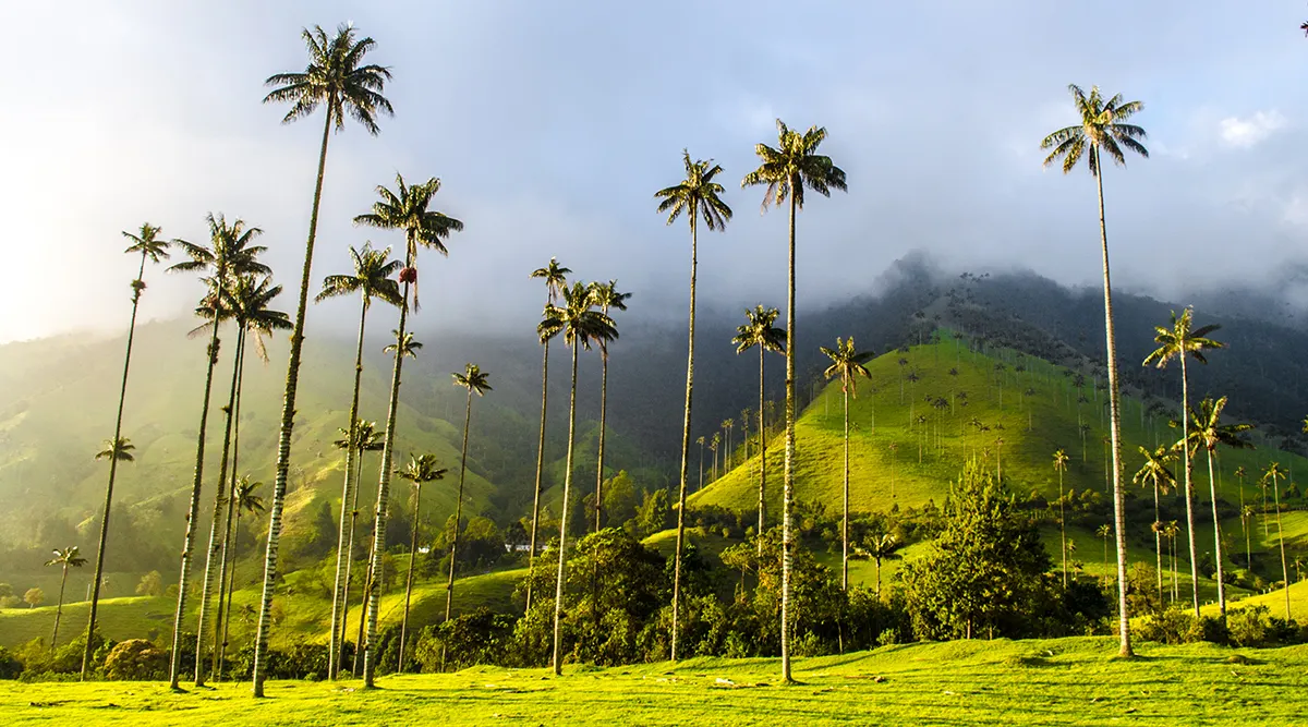 Colombia's Coffee Culture Private Journey