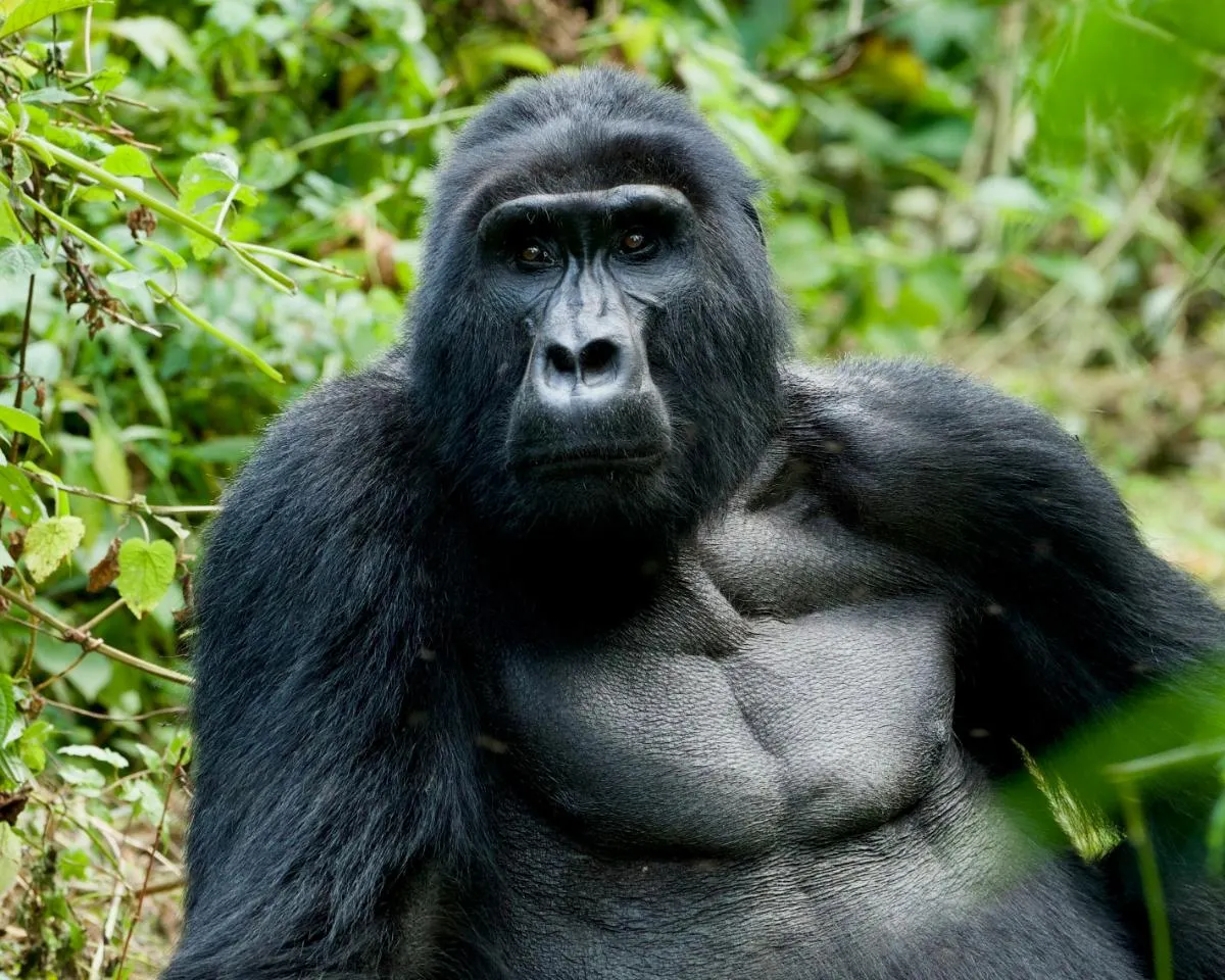 Uganda