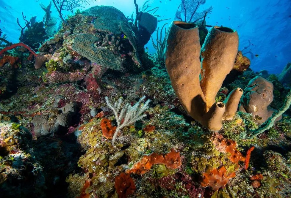 Little Cayman photo 7