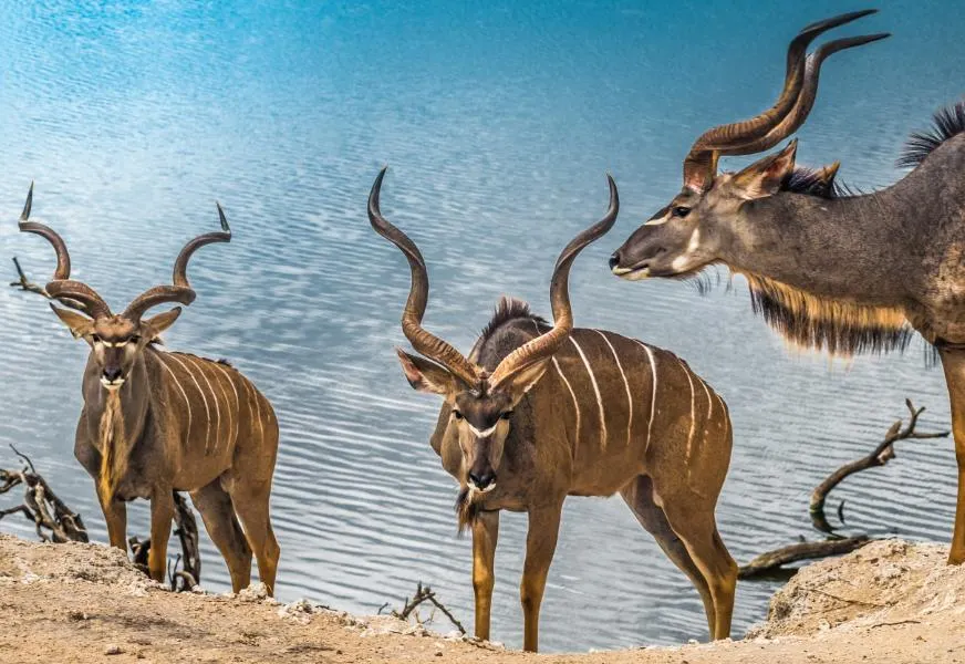 Chobe National Park