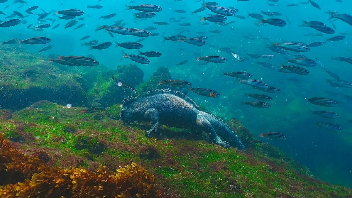 Galapagos Northern Route Six Days Aboard MC EcoGalaxy 