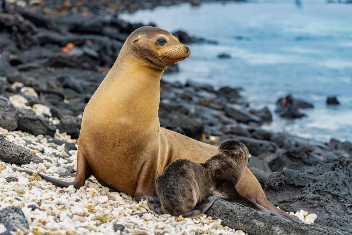Galapagos Northern Route Six Days Aboard MC EcoGalaxy 