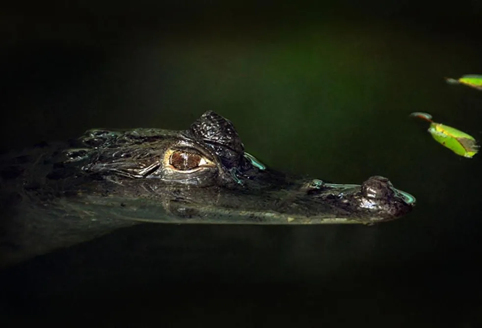 Aria Amazon Expedition Cruise
