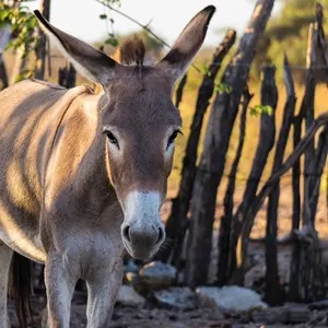 Donkey Sanctuary