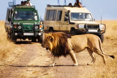 Kenya and Tanzania SafariImage