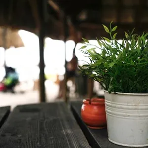 Beach bar interior with plant on wooden table
