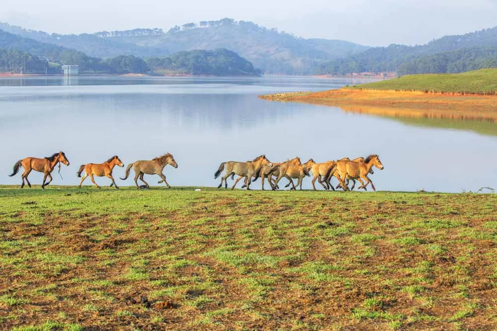 Jewels of Vietnam
