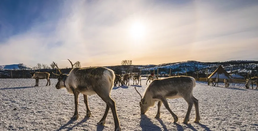 Arctic Winter Tale Norway City Escape