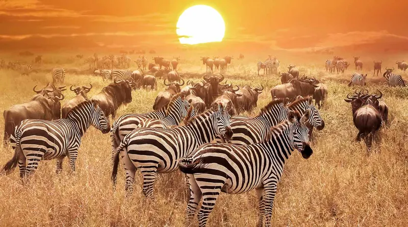Kilimanjaro National Park