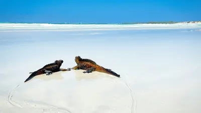 Island Hopping Escapade in the Galapagos Islands